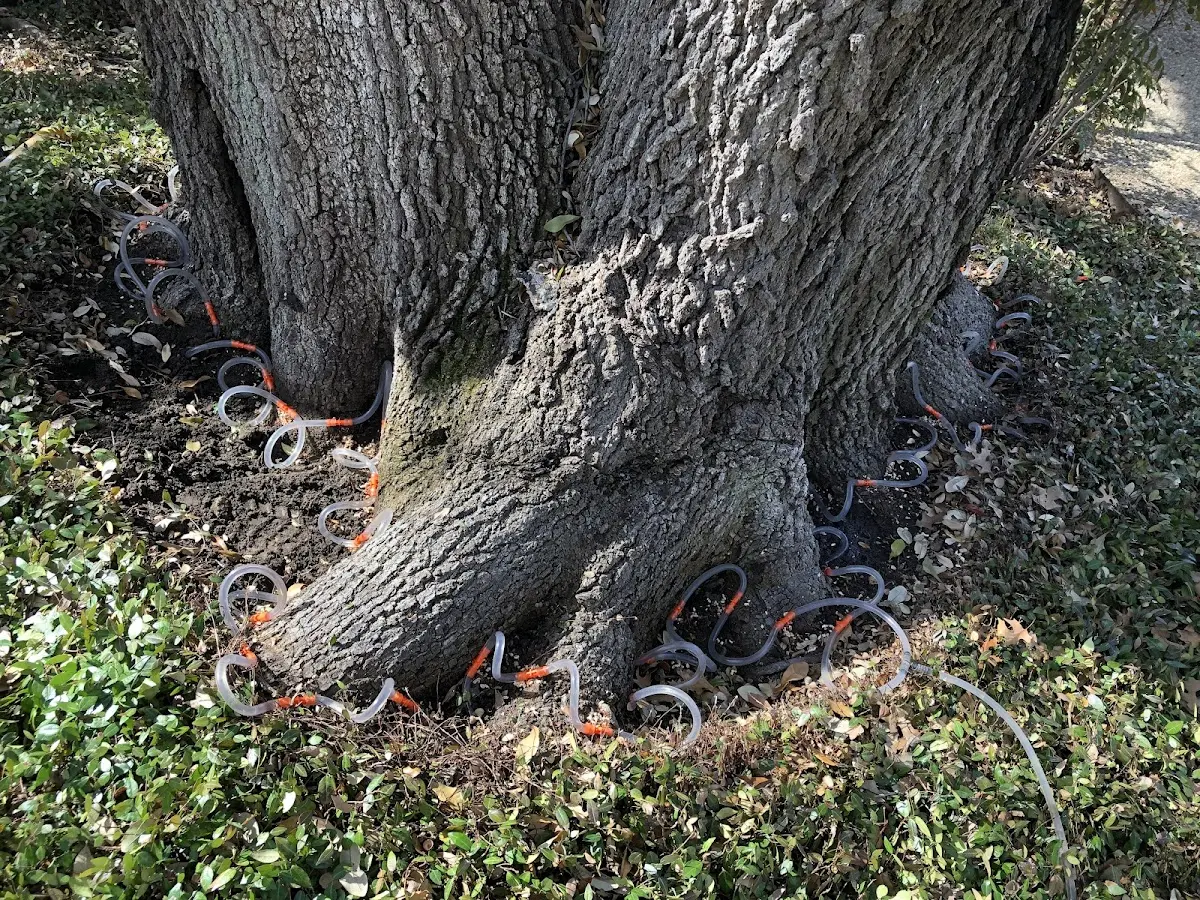 Detailed Tree Cabling and Bracing job site in West Finley