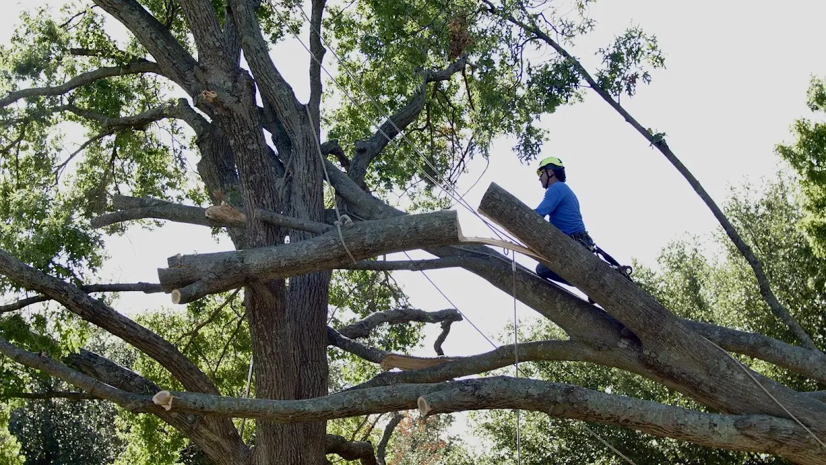 Professional Hazardous Tree Removal performed by certified arborists in West Finley