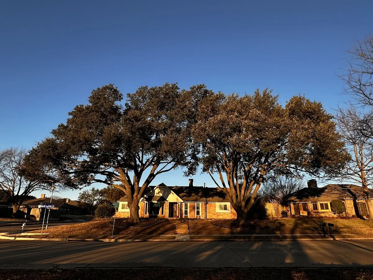 Established residential canopy tree shading a home in West Finley