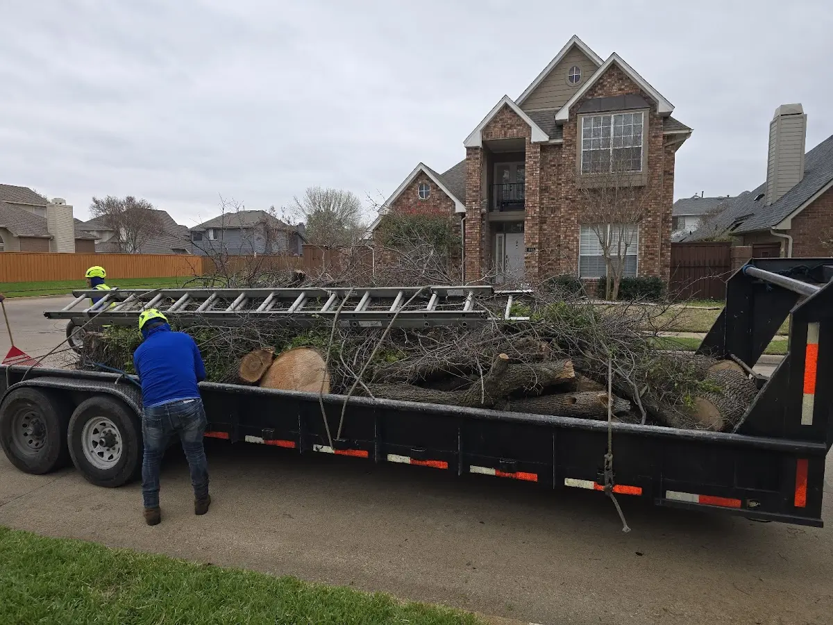Expert Deadwooding with proper safety equipment in West Finley
